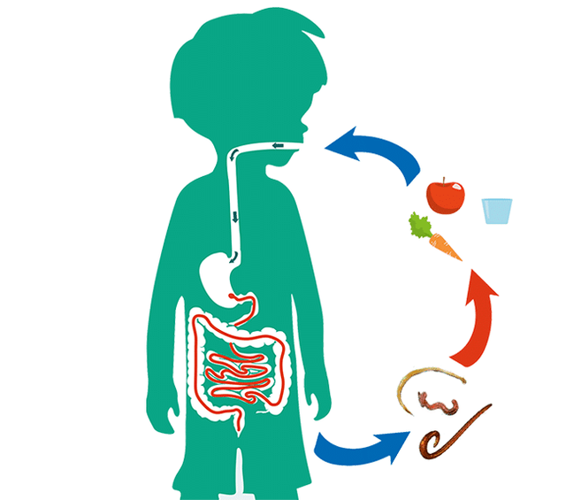 Rutas de infección humana por parásitos.
