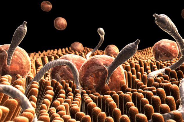 parásitos en el cuerpo humano