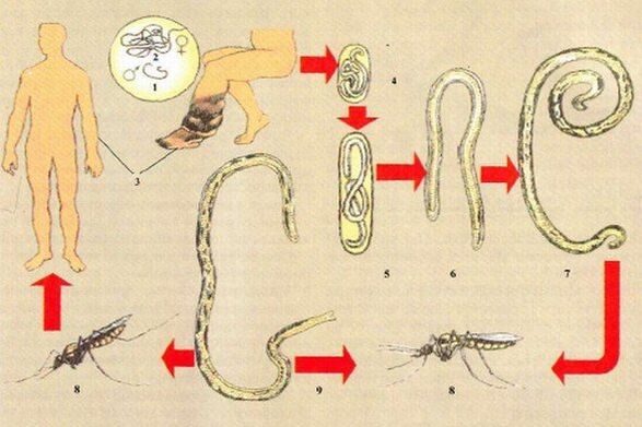 ¿Cómo entran los parásitos al cuerpo humano