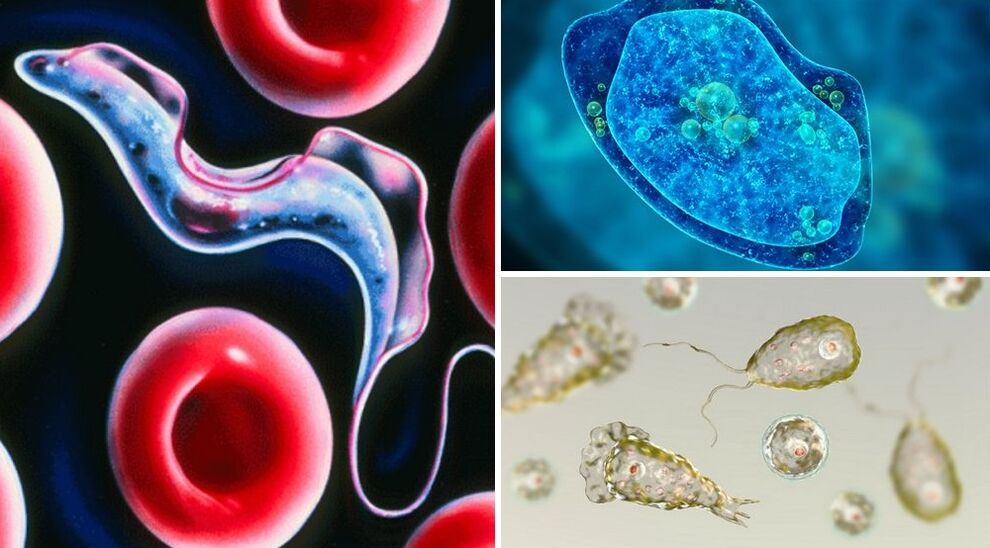 parásitos protozoarios de los humanos