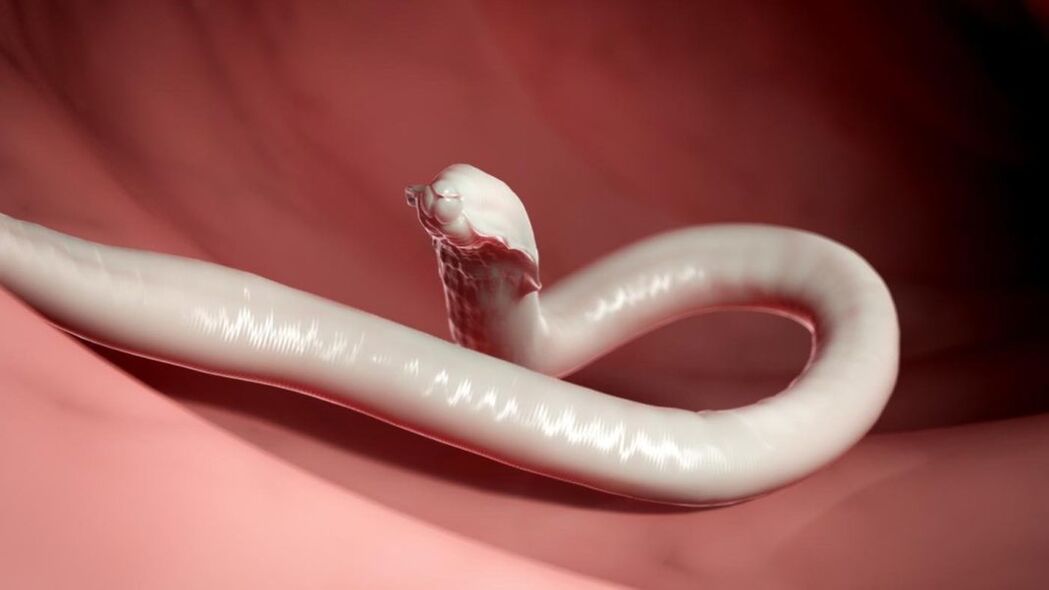 gusano del cuerpo humano